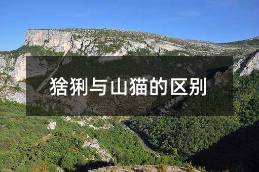 猞猁与山猫的区别